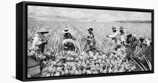 Scene on a pineapple plantation, with harvested pineapples, Hawaii, c.1910-25-null-Framed Stretched Canvas