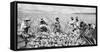 Scene on a pineapple plantation, with harvested pineapples, Hawaii, c.1910-25-null-Framed Stretched Canvas