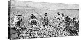 Scene on a pineapple plantation, with harvested pineapples, Hawaii, c.1910-25-null-Stretched Canvas
