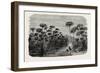 Scene on a Tributary of the Nile (Bulrushes, Ibis), Egypt-null-Framed Giclee Print