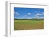 Scenery, corn field, Zea mays, field edge, heaven, blue, little cloud-David & Micha Sheldon-Framed Photographic Print