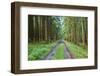 Scenery, forest way, spruce forest, Picea abies, spring-David & Micha Sheldon-Framed Photographic Print