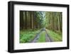 Scenery, forest way, spruce forest, Picea abies, spring-David & Micha Sheldon-Framed Photographic Print