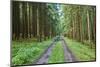 Scenery, forest way, spruce forest, Picea abies, spring-David & Micha Sheldon-Mounted Photographic Print