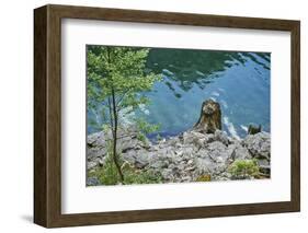 Scenery, Gosausee, mountain lake, spring-David & Micha Sheldon-Framed Photographic Print