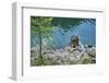 Scenery, Gosausee, mountain lake, spring-David & Micha Sheldon-Framed Photographic Print