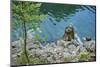 Scenery, Gosausee, mountain lake, spring-David & Micha Sheldon-Mounted Photographic Print