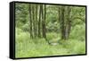 Scenery, way, wood, black alder, Alnus glutinosa, spring-David & Micha Sheldon-Framed Stretched Canvas