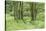 Scenery, way, wood, black alder, Alnus glutinosa, spring-David & Micha Sheldon-Stretched Canvas