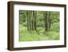 Scenery, way, wood, black alder, Alnus glutinosa, spring-David & Micha Sheldon-Framed Photographic Print