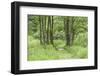 Scenery, way, wood, black alder, Alnus glutinosa, spring-David & Micha Sheldon-Framed Photographic Print