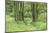 Scenery, way, wood, black alder, Alnus glutinosa, spring-David & Micha Sheldon-Mounted Photographic Print