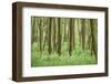 Scenery, wood, black alder, Alnus glutinosa, spring-David & Micha Sheldon-Framed Photographic Print