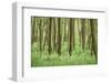 Scenery, wood, black alder, Alnus glutinosa, spring-David & Micha Sheldon-Framed Photographic Print