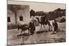 Scenes and Types - Arab Homes-null-Mounted Photographic Print