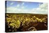 Scenes from around the Big Island of Hawaii-Daniel Kuras-Stretched Canvas