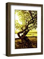 Scenes from around the Big Island of Hawaii-Daniel Kuras-Framed Photographic Print