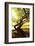 Scenes from around the Big Island of Hawaii-Daniel Kuras-Framed Photographic Print