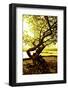 Scenes from around the Big Island of Hawaii-Daniel Kuras-Framed Photographic Print