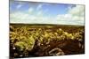 Scenes from around the Big Island of Hawaii-Daniel Kuras-Mounted Photographic Print