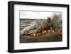 Scenes from around the Big Island of Hawaii-Daniel Kuras-Framed Photographic Print