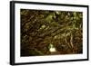 Scenes from around the Big Island of Hawaii-Daniel Kuras-Framed Photographic Print