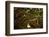 Scenes from around the Big Island of Hawaii-Daniel Kuras-Framed Photographic Print