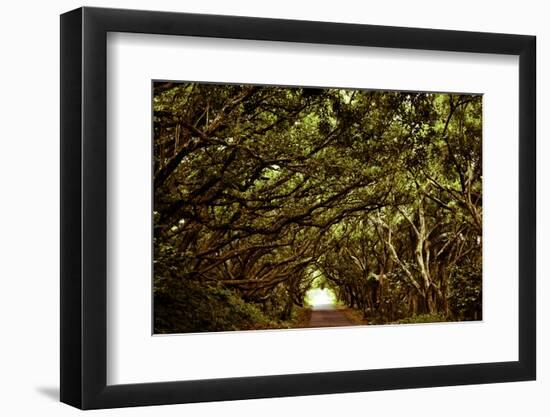 Scenes from around the Big Island of Hawaii-Daniel Kuras-Framed Photographic Print