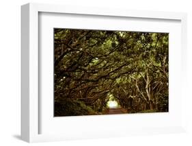 Scenes from around the Big Island of Hawaii-Daniel Kuras-Framed Photographic Print