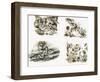 Scenes from Swallows and Amazons by Arthur Ransome-null-Framed Giclee Print