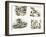 Scenes from Swallows and Amazons by Arthur Ransome-null-Framed Giclee Print