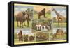 Scenes of Animals from Zoo, San Diego, California-null-Framed Stretched Canvas