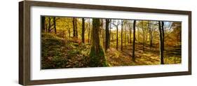 Scenic autumn forest, Grasmere, Lake District, Cumbria, England, United Kingdom-Panoramic Images-Framed Photographic Print