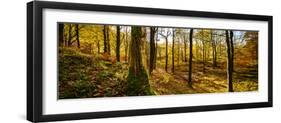 Scenic autumn forest, Grasmere, Lake District, Cumbria, England, United Kingdom-Panoramic Images-Framed Photographic Print