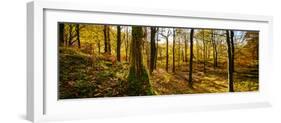 Scenic autumn forest, Grasmere, Lake District, Cumbria, England, United Kingdom-Panoramic Images-Framed Photographic Print