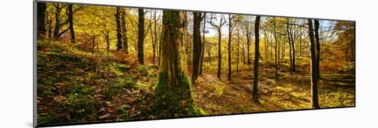 Scenic autumn forest, Grasmere, Lake District, Cumbria, England, United Kingdom-Panoramic Images-Mounted Photographic Print