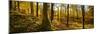 Scenic autumn forest, Grasmere, Lake District, Cumbria, England, United Kingdom-Panoramic Images-Mounted Photographic Print