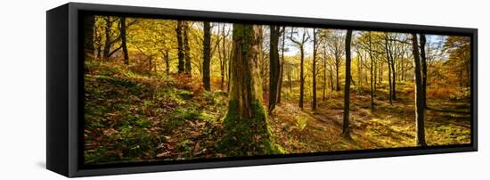 Scenic autumn forest, Grasmere, Lake District, Cumbria, England, United Kingdom-Panoramic Images-Framed Stretched Canvas