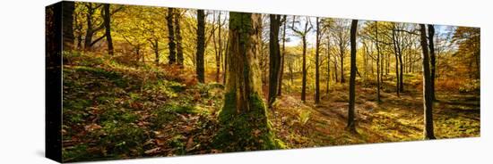 Scenic autumn forest, Grasmere, Lake District, Cumbria, England, United Kingdom-Panoramic Images-Stretched Canvas