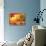 Scenic Autumnal View-Smileus-Stretched Canvas displayed on a wall