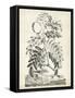 Scenic Botanical I-Abraham Munting-Framed Stretched Canvas
