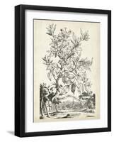 Scenic Botanical II-Abraham Munting-Framed Art Print