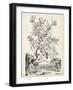 Scenic Botanical II-Abraham Munting-Framed Art Print