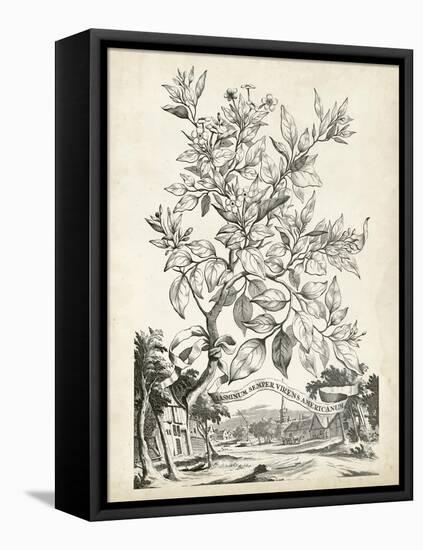 Scenic Botanical II-Abraham Munting-Framed Stretched Canvas