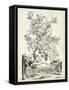 Scenic Botanical II-Abraham Munting-Framed Stretched Canvas