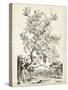 Scenic Botanical II-Abraham Munting-Stretched Canvas