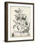 Scenic Botanical III-Abraham Munting-Framed Art Print