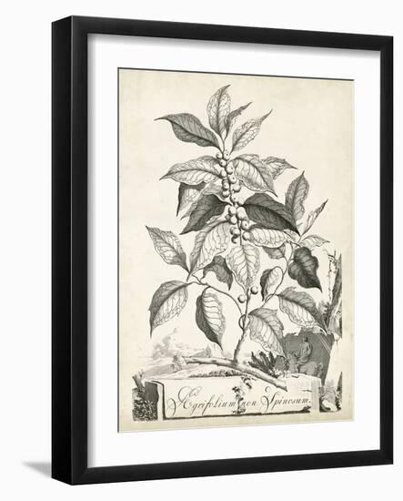 Scenic Botanical III-Abraham Munting-Framed Art Print