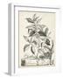 Scenic Botanical III-Abraham Munting-Framed Art Print