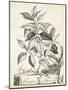 Scenic Botanical III-Abraham Munting-Mounted Art Print